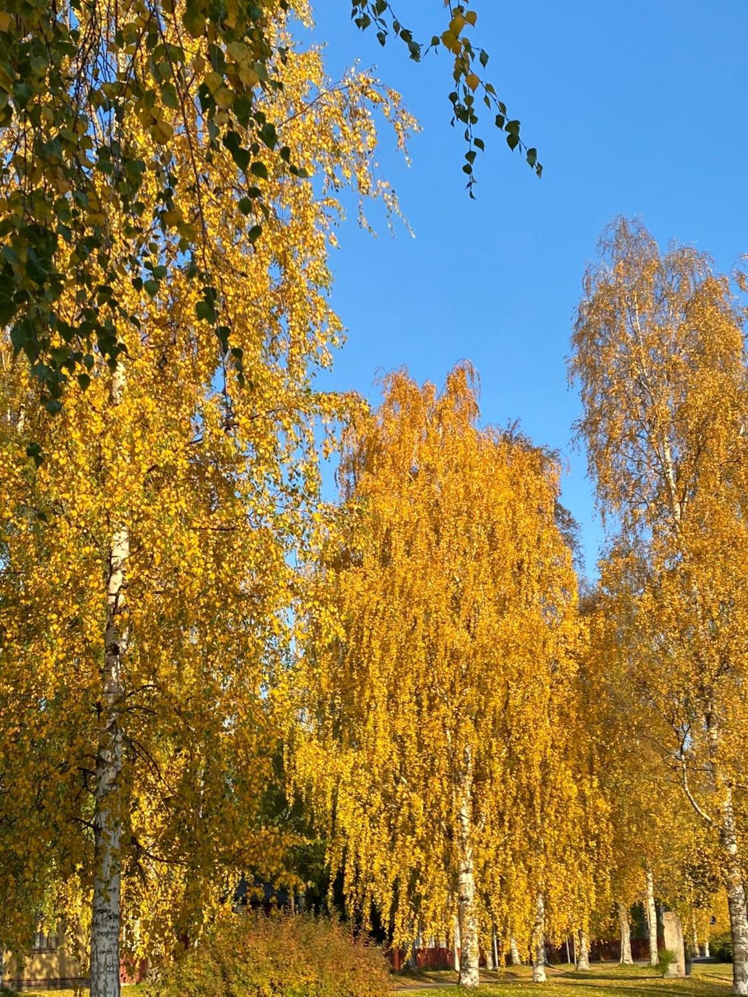 Taljatie Apartments Rovaniemi Zewnętrze zdjęcie